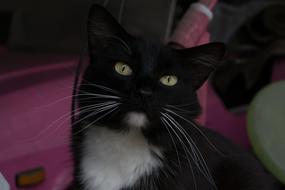 Cat Feline Pet Black
