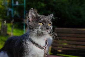 Cat Cute Mammals