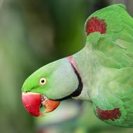 portrait of green Parrot Bird in Wildlife