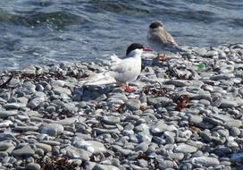 Arctic Tern Chick Bird on coast