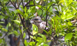 Thrush Puppy Bird