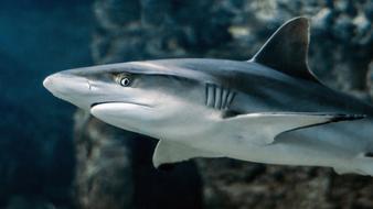 Shark Fish Eye