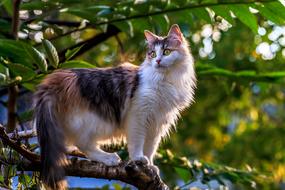 Cat Animals Tree