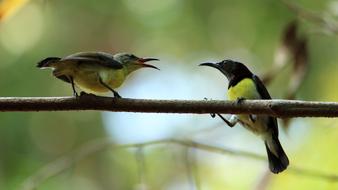 Funny birds on a branch