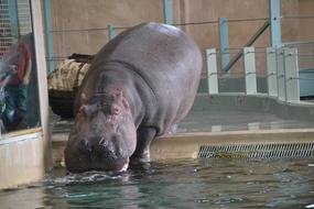 Hippopotamus Zoo Hippo