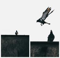 Bird Dove Pen