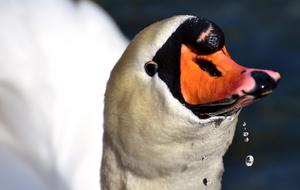 swan with water drops