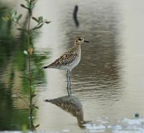 Bird Wildlife Nature