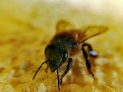 Insect Bee Honey
