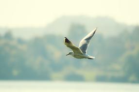 Bird Nature Wild World