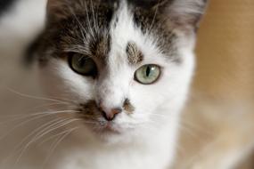 Cat Kitten