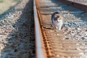 Cat Rail Track The