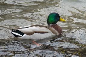Bird Duck Animal World