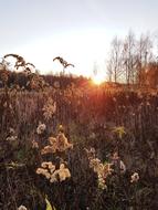 Polyana Field Sunset