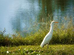Egret Bird Waters
