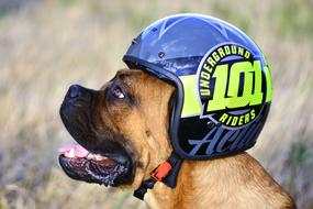 Riders Dog Animal