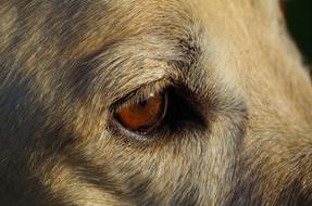Eye Dog Pet closeup photo