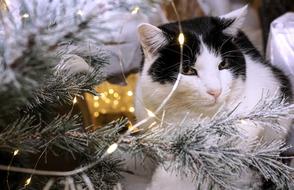 Christmas Cat Animal