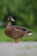 Duck Pen Bird