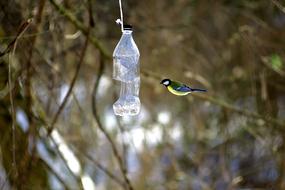 Bird Blue Tit Wild