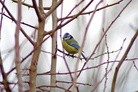 Blue Tit Bird in living Nature