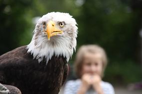 Raptor Bald Eagle Wild Animal Bird