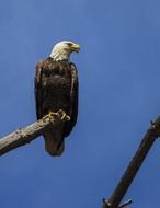 Eagle Raptor Bald