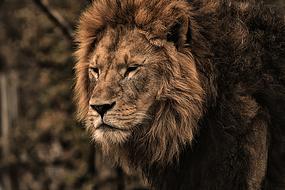 Lion Predator Dangerous