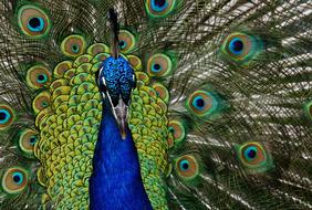 Peacock Close Up Plumage