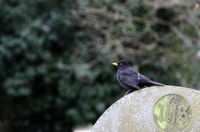 Bird Nature Wildlife