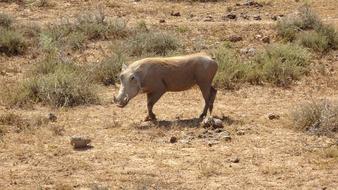 wild brown boar
