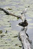 Duck Water Bird