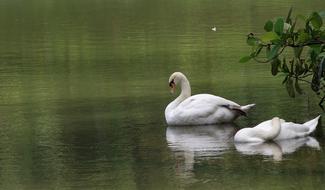 swans in Lake Pool Water view