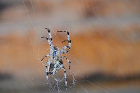 Spider Web Insect