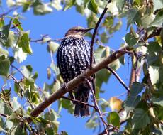 Bird Fauna Nature
