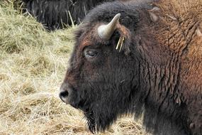 Bison Animal Mammal