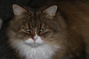 angry disgruntled cat