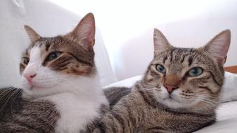 Cat Animalia Cute