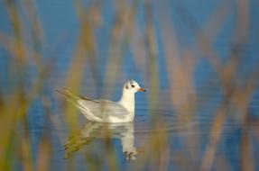 Seagull Black Headed Gull Water bird