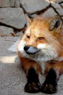 Mammal Fox Animal