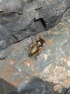 insect on the rocks