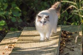 cute cat walking on the bridge