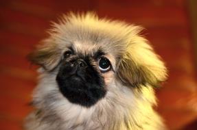 Pekingese Puppy Dog
