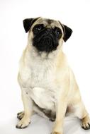 Dog Cute Pet