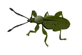 weevil animal insect nature fauna