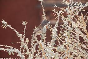 Tibet Bird