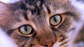 Cat Cute Eye