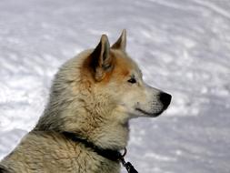Dog Berger White