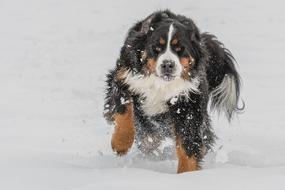 Bernese Mountain Dog Cute Animal