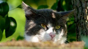 Cat Pet Animal